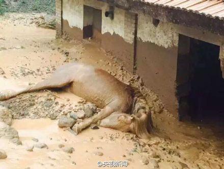 甘肃肃南突降暴雨引发泥石流 18户民房被毁